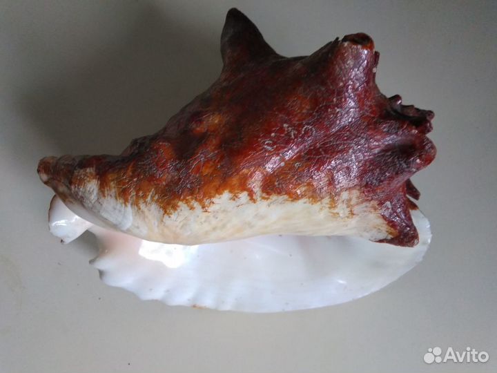 Ракушка декоративная