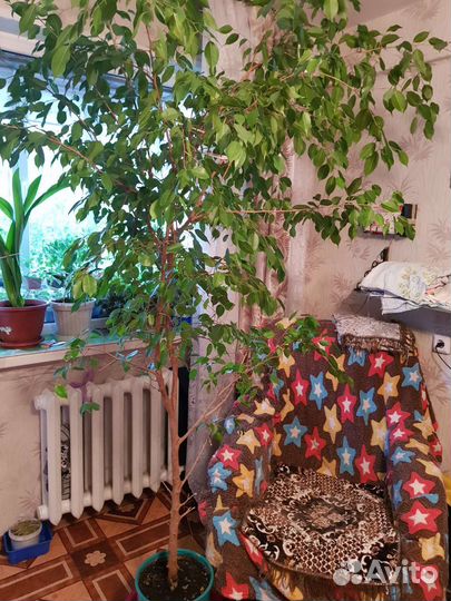 Фикус бенджамина