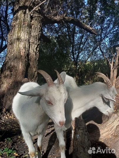 Молодые козочки