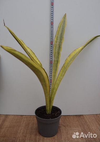 Сансевиерии