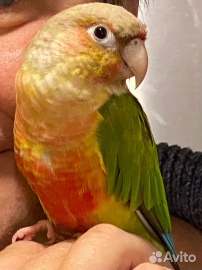 Попугай пиррура
