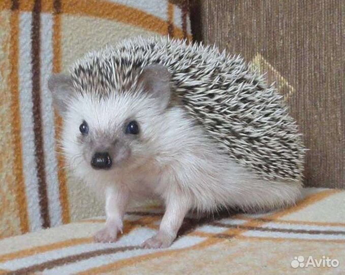 Африканский карликовый еж