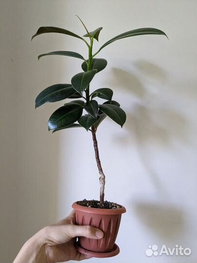 Фикус эластика Мелани