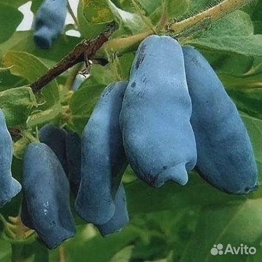 Саженцы жимолости Бакчарский великан