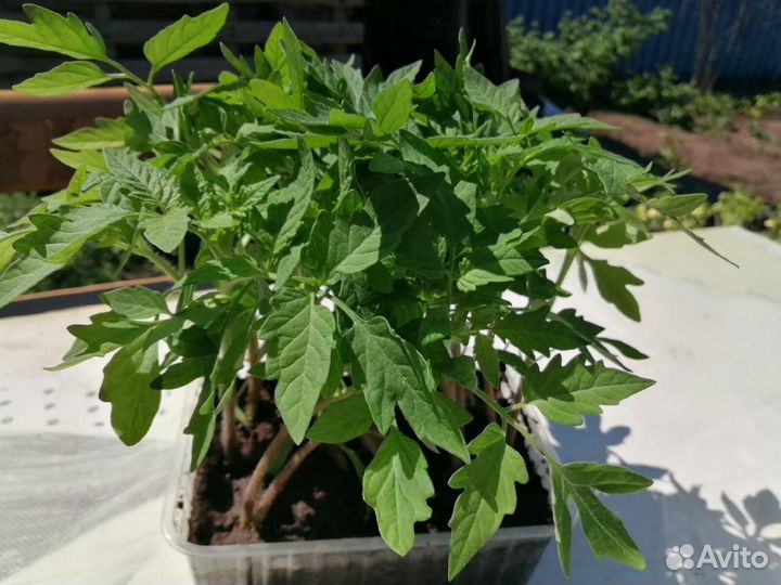 Рассада помидор