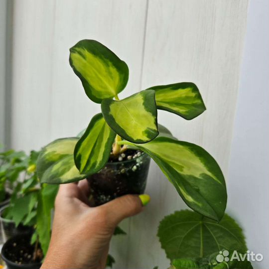 Хойя Pachyclada Variegata