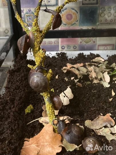 Эксы экселенсы Pleurodonte excellens