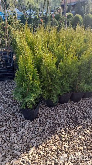 Туя смарагд