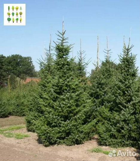 Крупномеры ели опт