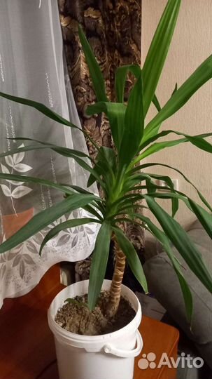 Пальма юкка