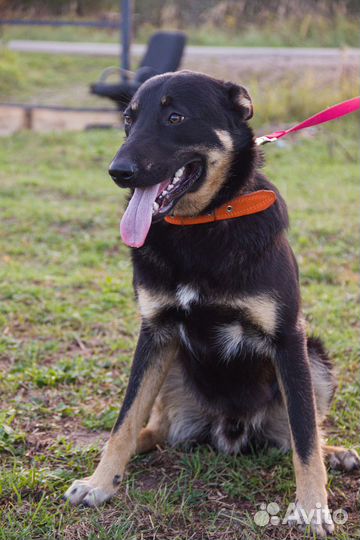 Болек и Лёлик