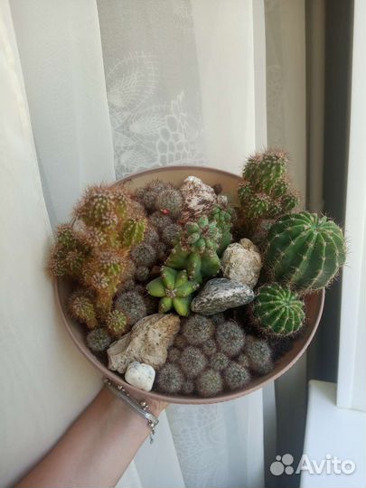 Большой сад из суккулентов