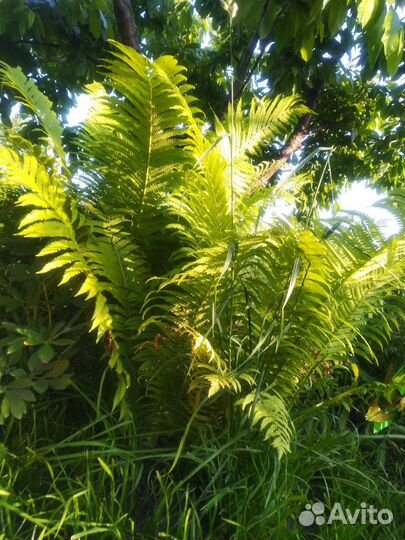 Папоротник садовый