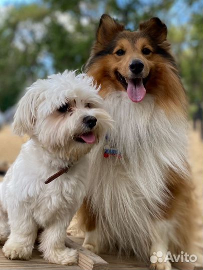 Передержка собак