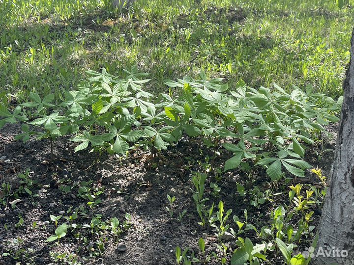 Растения для сада