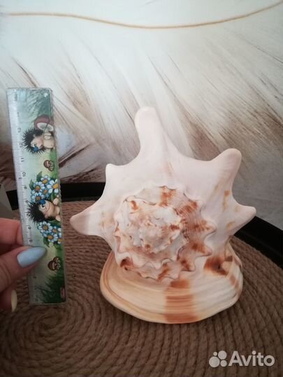 Большая морская раковина