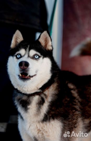 Нежная девочка Лора