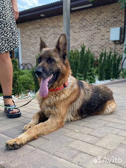 Альбина ищет дом