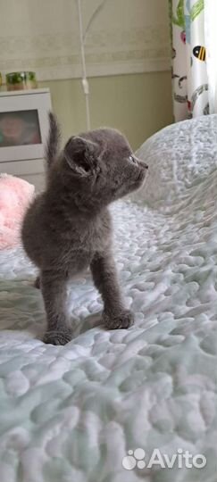 Котята британцы - метисы