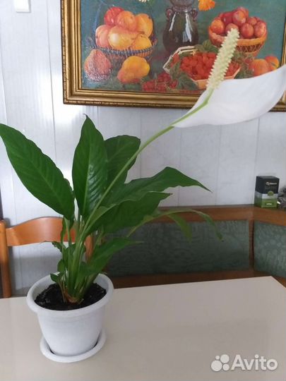 Спатифиллум