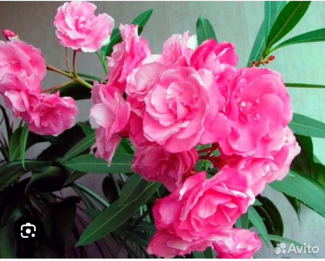 Олеандр махровый