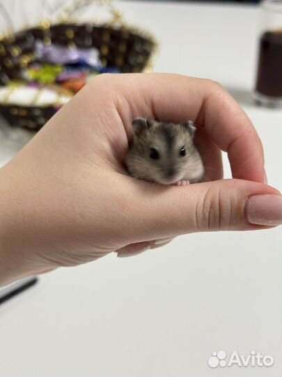 Джунгарский хомяк