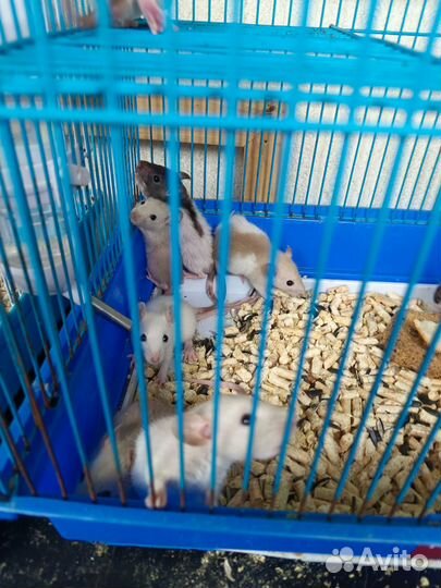 Декоративная крыса домашние