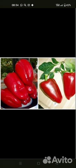 Рассада перца сладкого