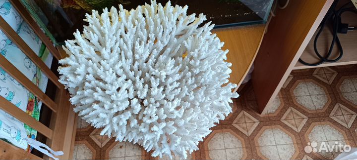 Корал морской