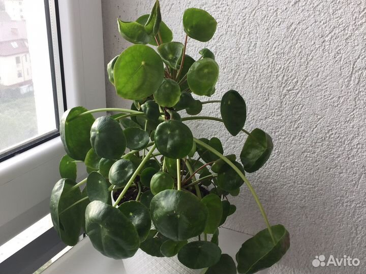 Пеперомия(Пилея пеперомиевидная)