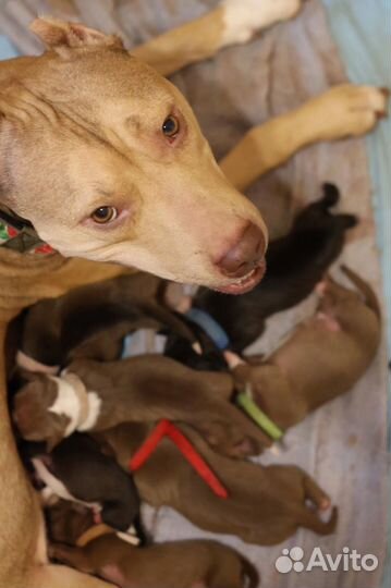 Щенки питбуля