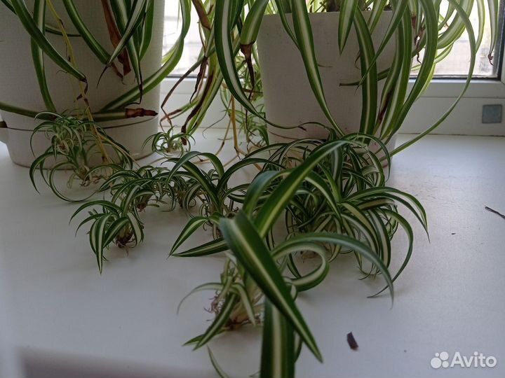 Хлорофитум отростки