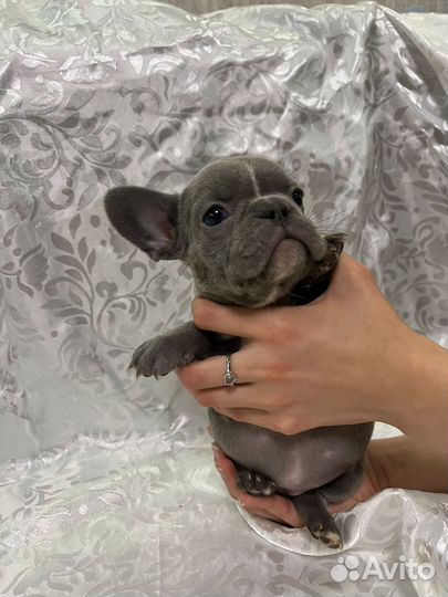 Французский бульдог