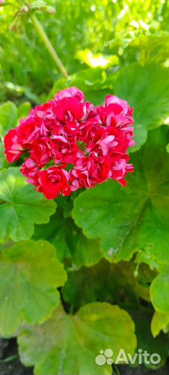 Герань пеларгония