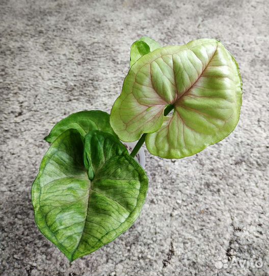 Сингониумы