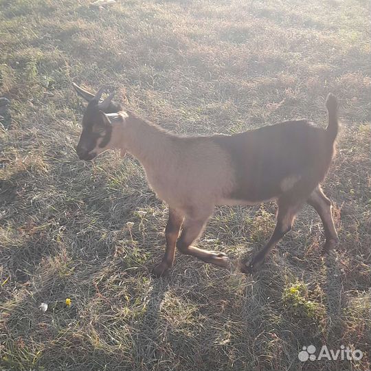 Альпийская козочка
