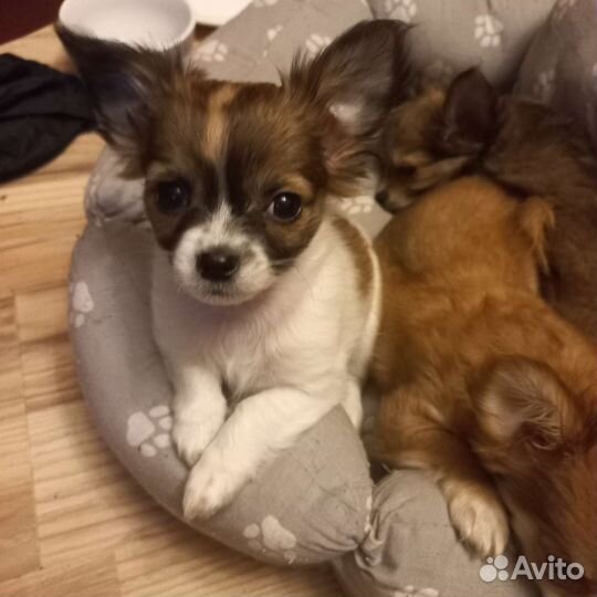 Щенки чихуахуа мини