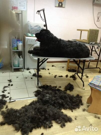 Груминг-экспресс линька