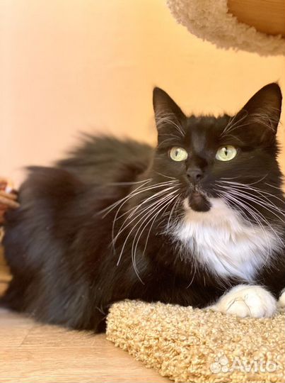 Кошка Мышка в хорошие руки