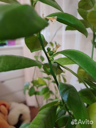 Мандариновое дерево с плодами