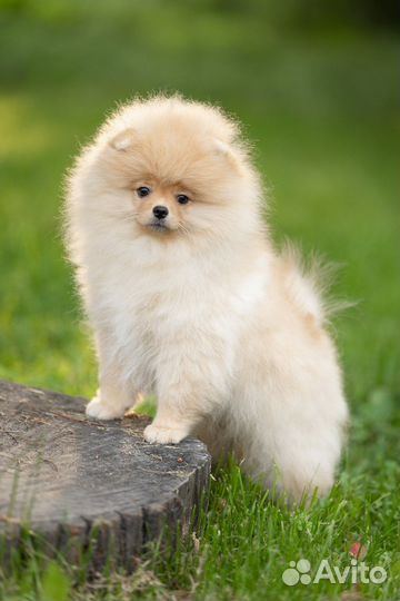 Померанский шпиц мини щенок