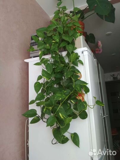 Сциндапсус эпипремнум