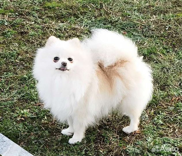 Померанский шпиц