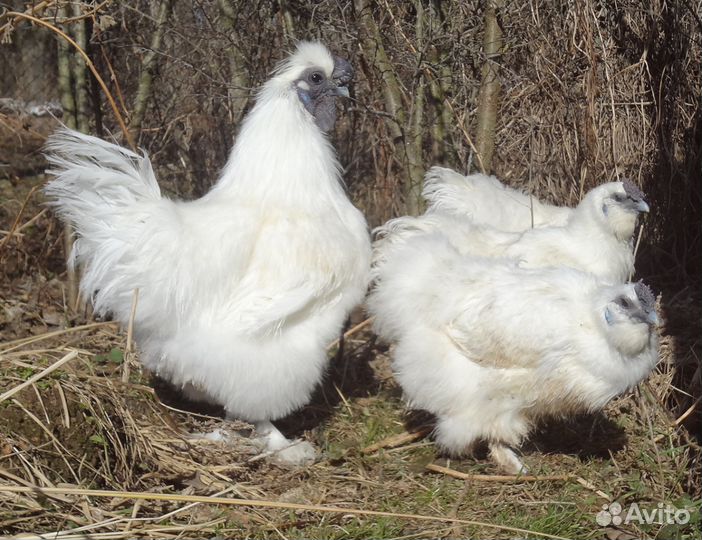 Яйца красивых кур