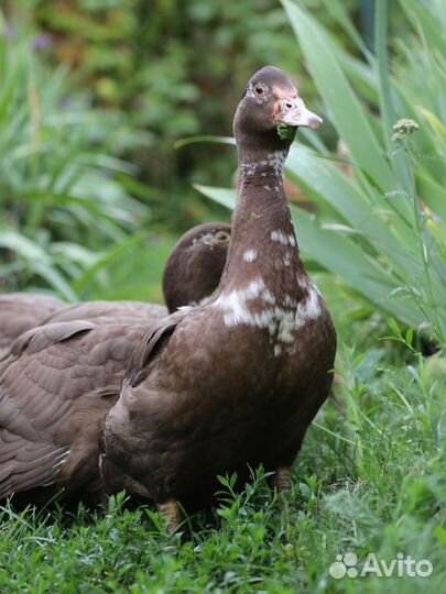 Мускусные утки