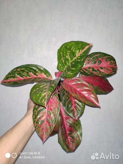 Совместные закупки цветов