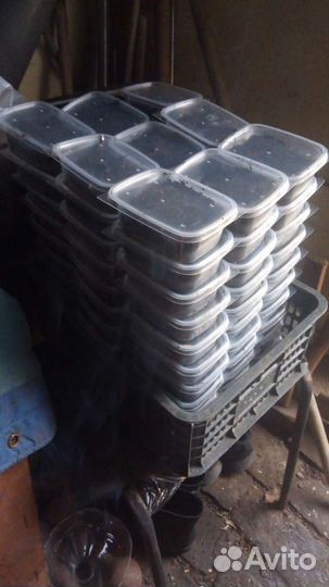 Черви для рыбалки