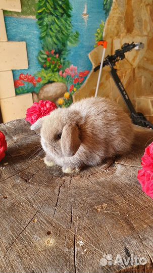 Изабелловые минилопы