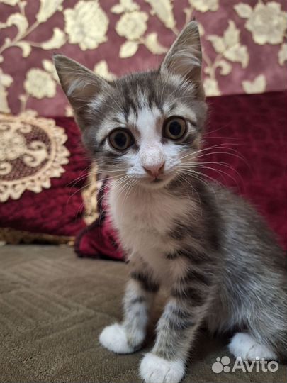 Котенок в добрые руки