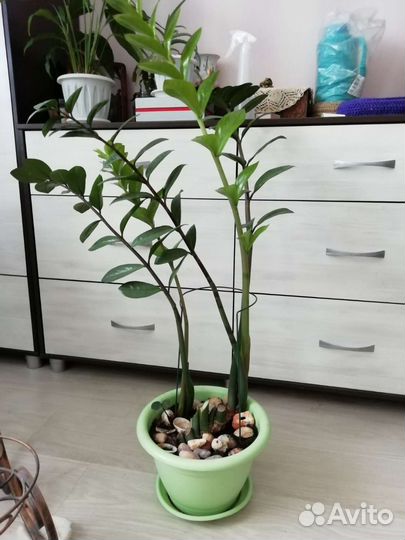 Замиокулькас